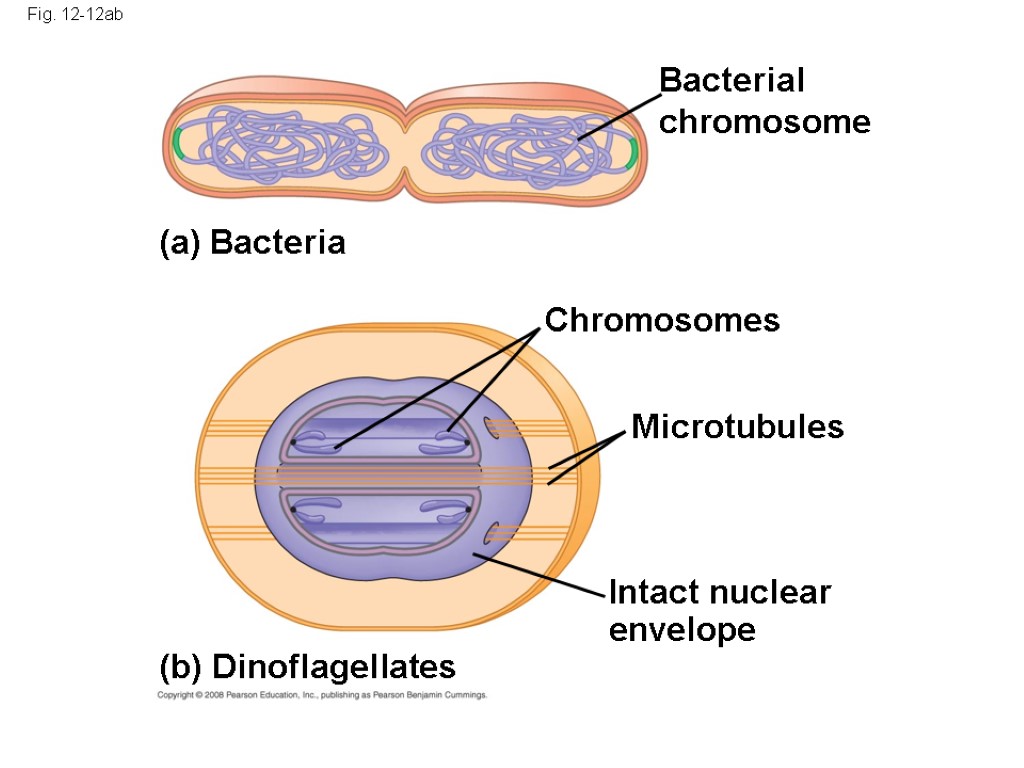 Fig. 12-12ab Bacterial chromosome Chromosomes Microtubules (a) Bacteria (b) Dinoflagellates Intact nuclear envelope